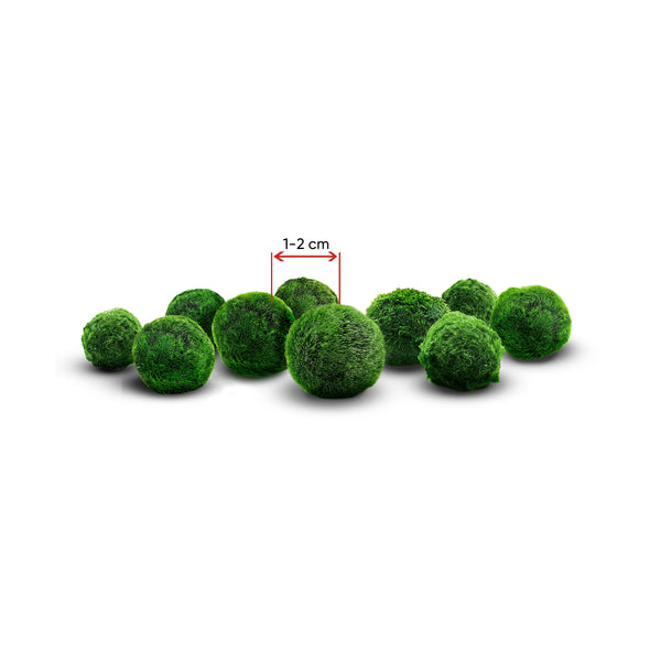 1-2 cm marimo, mossball