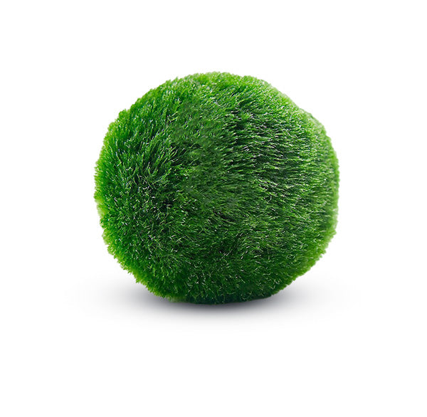 5-7 cm marimo, mossball