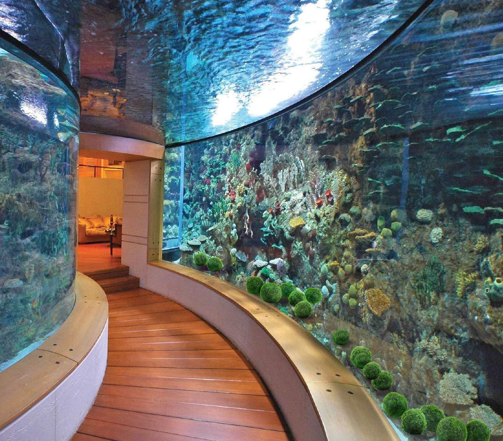 7-9 cm, live mossball. marimo or cladophora – MOSSBALL.SHOP