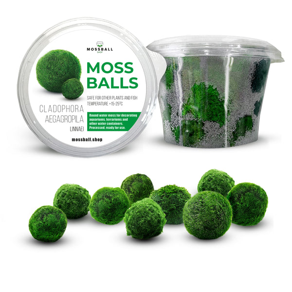 Set 10+1 free, 2-3 cm marimo, mossball