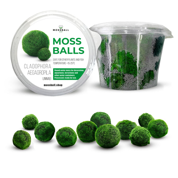 Set 10+1 free, 1-2 cm marimo, mossball