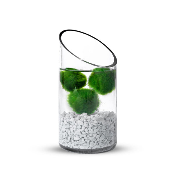 Dekorative Vase mit Moosbällen und weißen Steinen